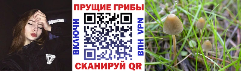 Псилоцибиновые грибы ЛСД  купить закладку  Добрянка 